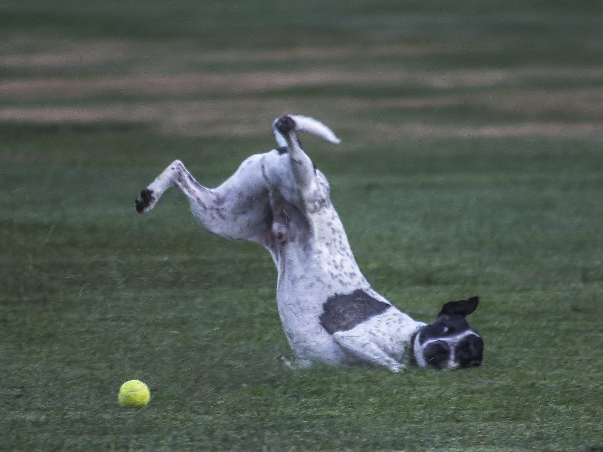 A white dog with dark spots mid-somersault on a mowed park field, hind legs and tail in the air and face planted in the grass, a yellow tennis ball just out of reach.