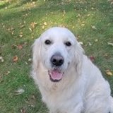 Captain, a smiling white dog