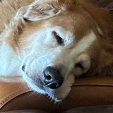 Disney, a sleepy golden dog
