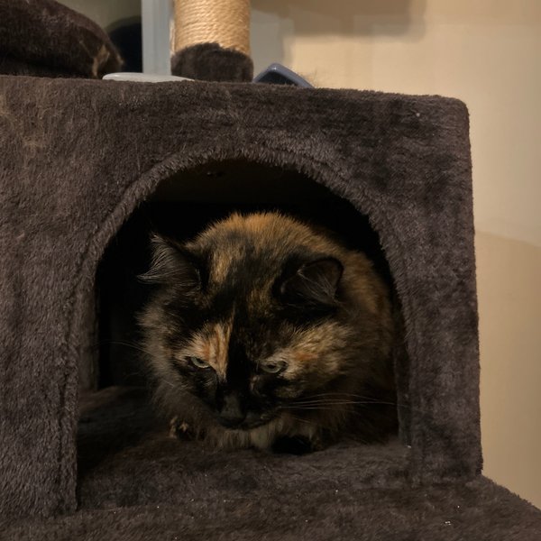 Rosita, a tortoiseshell cat curled up in a cat-tree cubby, booped in Lincolnville, ME.