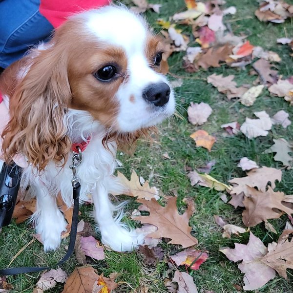 Milo, a white and chestnut spaniel pup on a leash in fallen autumn leaves, booped in Old Orchard Beach, ME.
